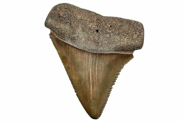 Fossil Great White Shark Tooth - North Carolina #243192